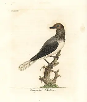 Variegata: Bearded bellbird, Procnias averano