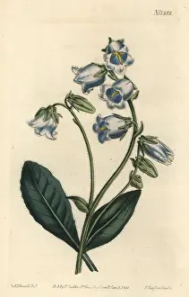 Barbata: Bearded bellflower, Campanula barbata