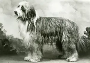 Scotch: BEARDED COLLIE/BENJIE