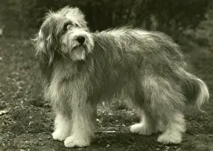 Scotch: BEARDED COLLIE/BLUEPETER