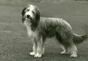 Brock: BEARDED COLLIE/BROCK