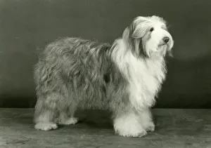 Scotch: BEARDED COLLIE/HONEYBUN