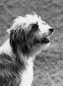 Jeannie: BEARDED COLLIE/JEANNIE