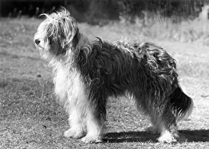 Jeannie: BEARDED COLLIE/JEANNIE