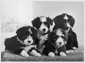 Scotch: BEARDED COLLIE/PUPPIES