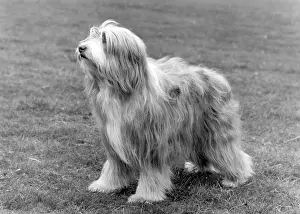 Toast: BEARDED COLLIE/TOAST
