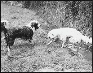 Tussle: BEARDED COLLIE TUSSLE