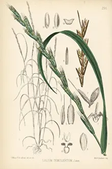 Darnel: Bearded darnel, Lolium temulentum