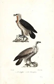 Achille Richard: Bearded eagle and Eurasia griffon