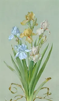 Haynes: Bearded Iris
