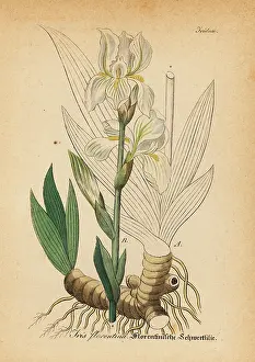 Florentina: Bearded iris, Iris germanica