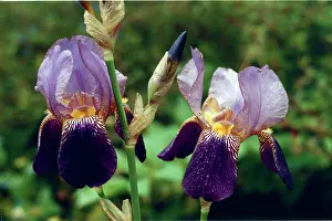 Daglish: Bearded Irises
