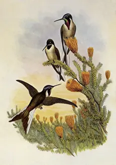 Swifts: Bearded Mountaineer, Oreonympha Nobilis