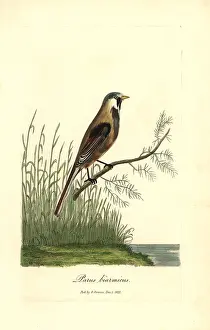 Biarmicus: Bearded reedling, Panurus biarmicus
