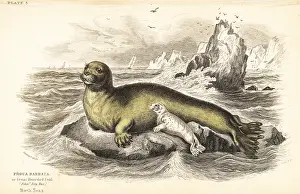 Barbatus: Bearded seal, Erignathus barbatus