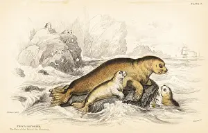 Lizars: Bearded seal, Erignathus barbatus