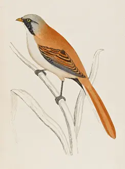 Biarmicus: BEARDED TIT (MORRIS)