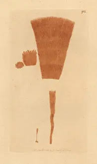Barbatus: Bearded yellow byssus, Byssus barbatus