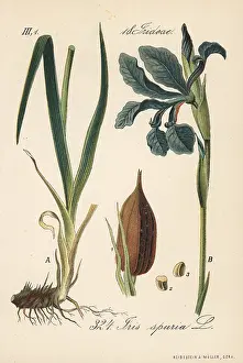 Beardless: Beardless iris, Iris spuria