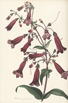 Nurseryman: Beardtongue, Penstemon gentianoides