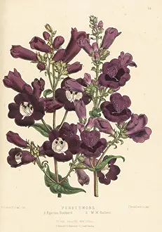 L. Reeve: Beardtongue or Penstemon hybrids