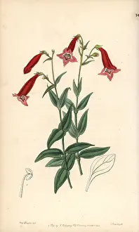 Penstemon: Beardtongue, Penstemon miniatus