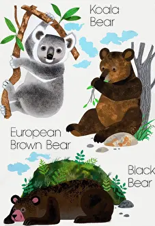 Koala: Bears