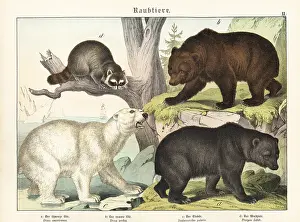 Naturgeschichte: Bears and raccoon