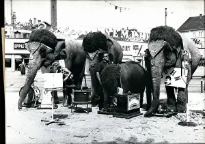 Cheaper: Four Beatles elephants with wigs, Germany