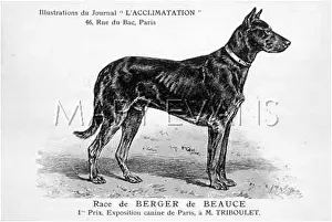 Beauce: Beauce Sheep Dog