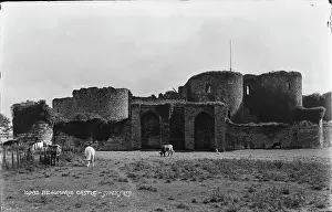 Cows: Beaumaris Castle Ruins