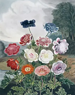 1779 1860: Beauties of Flora
