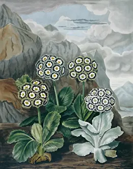 1779 1860: Beauties of Flora