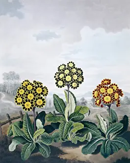 1779 1860: Beauties of Flora