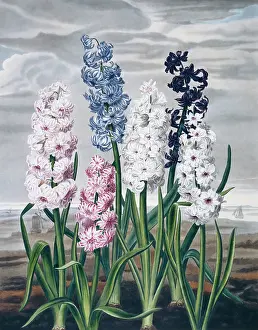 1779 1860: Beauties of Flora
