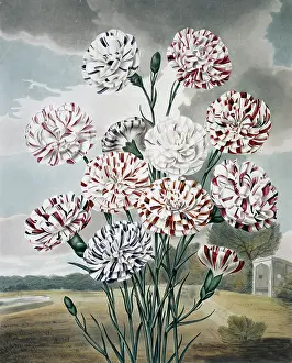 1779 1860: Beauties of Flora