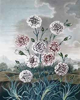 1779 1860: Beauties of Flora