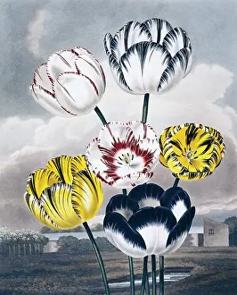 1779 1860: Beauties of Flora