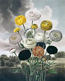 1779 1860: Beauties of Flora