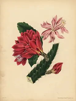 Litho: The beautiful Cactus, Horror