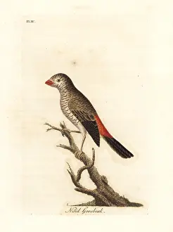 Loxia: Beautiful firetail, Stagonopleura bella