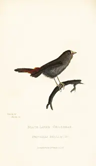 Kearsley: Beautiful firetail, Stagonopleura bella