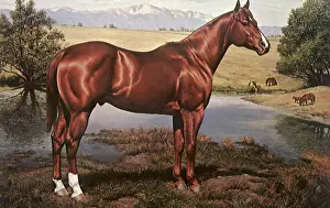 Equines: Beautiful Horse
