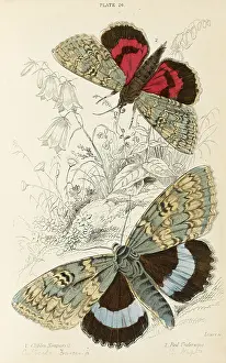 Underwing: TWO BEAUTIFUL MOTHS