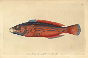 Bimaculatus: Beautiful or red sparus, striped or cuckoo