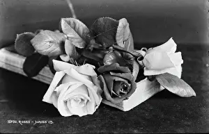Petals: Beautiful Roses