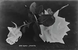 Petals: Beautiful Roses
