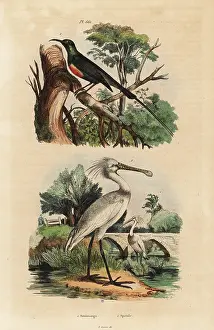 Elegans: Beautiful sunbird and common spoonbill