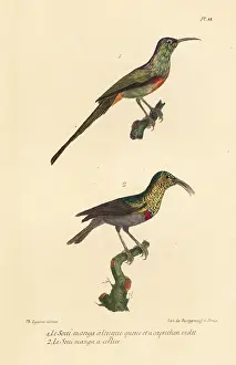 Chalybeus: Beautiful sunbird and southern double-collared sunbird