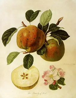 Domestica: Beauty of Kent Apples